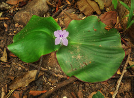 Kaempferia marginata, Tat Ton NP, Chaiyaphum, Thailand
