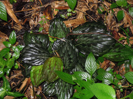 Kaempferia pulchra, Gua Tempurung, Perak, Malaysia