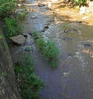 Kanahia laniflora, a rheophyte in fast flowing river, Lumango, Morogoro, Tanzania