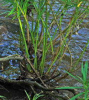 Kanahia laniflora, basal branching in this rheophytic shrub, Lumango, Morogoro, Tanzania