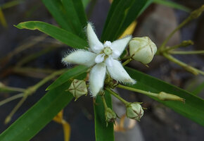 Kanahia laniflora, flower at anthesis, flower buds and young maturing fruit, Lumango, Morogoro, Tanzania