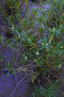 Kanahia laniflora, flowering clustered stems, Lumango, Morogoro, Tanzania