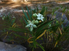 Kanahia laniflora, flowering stem, Lumango, Morogoro, Tanzania