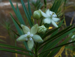 Kanahia laniflora, flowers, Lumango, Morogoro, Tanzania