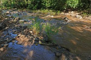 Kanahia laniflora in its rheophytic habitat, Lumango, Morogoro, Tanzania