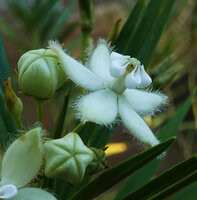 Kanahia laniflora, one flower, Lumango, Morogoro, Tanzania
