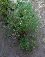 Kanahia laniflora, spreading basally branched rheophytic shrub, Lumango, Morogoro, Tanzania