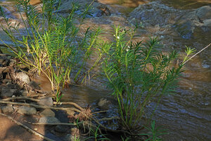 Kanahia laniflora, two vegetative clumps with many basally produced stems, Lumango, Morogoro, Tanzania
