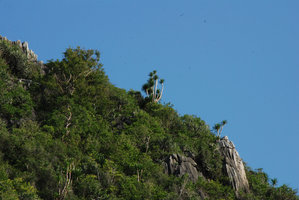 Karst forest with Dracaena cochinchinensis, Khao Sam Roi Yot, Thailand
