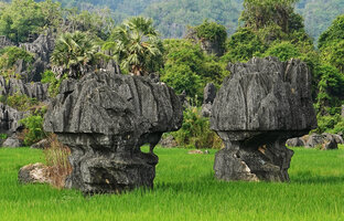Karst mushroom outcrops emerging above rice fields, Rammang Rammang, Maros, South Sulawesi