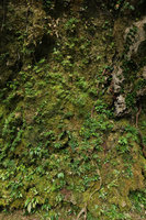 karst wall under the spray of waterfall, densely covered by mosses, Selaginella, Homalomena and Piper species, Bantimurung, South Sulawesi