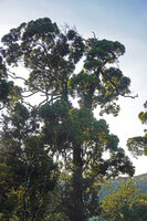 Kendrickia walkeri, an hemiepiphytic climber along tree trunk with much branched detached lateral stems, Sinharaja, Sri Lanka