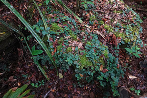 Kendrickia walkeri creeping on a mossy rock, Sinharaja, Sri Lanka