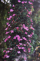 Kendrickia walkeri in full bloom, photo from the Rainforest Ecolodge booklet, Sinharaja, Sri Lanka