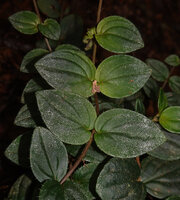 Kendrickia walkeri, opposite leaves with the characteristic acrodromous venation of the Melastomataceae, Sinharaja, Sri Lanka