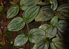 Kendrickia walkeri, opposite leaves with tiny bright white reflective dots, Sinharaja, Sri Lanka