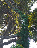 Kendrickia walkeri, stems creeping along tree trunk and main branches, Sinharaja, Sri Lanka