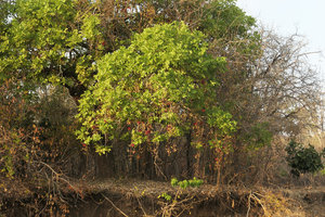 Kigelia africana in full bloom, Liwonde NP, Malawi