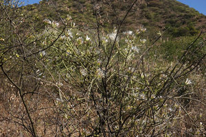 Kleinia odora, succulent stems and feathery pappus, Lake Abaya, Arba Minch, Ethiopia