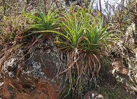 Kniphofia foliosa on bare rocks, Sanetti escarpment, 3300 m asl, Bale NP, Ethiopia