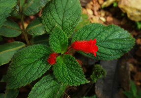 Kohleria villosa, hairy cololla tube, Mashpi FR, Pichincha, Ecuador