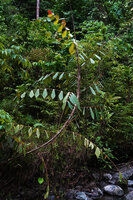 Korthalsia zippelii climbing on small trees along a forest stream, Sepa, 300 m asl, Seram, Moluccas