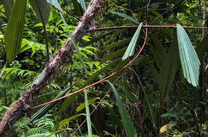 Korthalsia zippelii, leaf sheaths covered with long spines, Sepa, 300 m asl, Seram, Moluccas