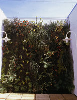 La Bastide restaurant, just after plant installation, Los Angeles