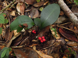 Labisia pumila, fruiting individual, Fraser&#039;s Hill, Malaysia