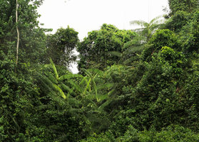 Laccosperma secundiflorum, a rattan climbing at forest edge, Kribi, Cameroun