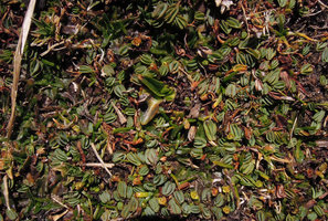 Lachemilla diplophylla, leaves and tiny yellow green flowers at 4100 m asl in a peat Angiosperm swamp of the Altiplano, Cuzco, Peru