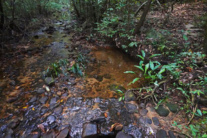 Lagenandra praetermissa in a forest stream, Makandawa, Kitulgala, Sri Lanka