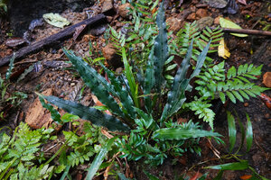 Lagenandra thwaitesii, dark bluish green leaved individual without silver margin, with Thelypteris calcarata and Elatostema lineolatum, Sinharaja, Sri Lanka