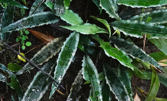 Lagenandra thwaitesii, individual with prominent silver leaf margin, Sinharaja, Sri Lanka