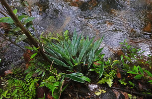 Lagenandra thwaitesii on the rocks lining a fast flowing forest stream, Sinharaja, Sri Lanka