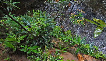 Lagenandra thwaitesii on the rocky banks of a fast flowing forest stream, Sinharaja, Sri Lanka