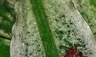 Lagenandra thwaitesii, shiny silver leaf margin due to epidermal cells filled with gaz thus reflecting the incident light like soap bubbles, Sinharaja, Sri Lanka