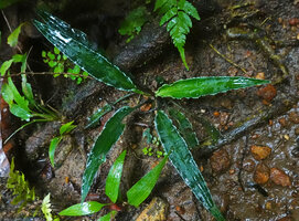 Lagenandra thwaitesii, undulate, almost dentate silver leaf margin, Sinharaja, Sri Lanka