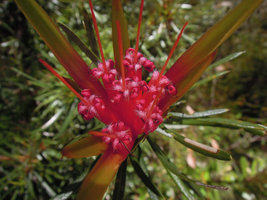 Lambertia formosa, fully open flowers, Blue Mountains, NSW, Australia