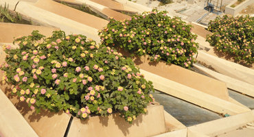 Lantana camara, KAFD Conference Center, Riyadh, Saudi Arabia