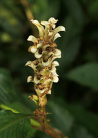 Larsenianthus (syn. Hitchenia) careyanus, close up of inflorescence bracts, Putao, Kachin, Myanmar