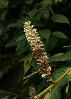 Larsenianthus (syn. Hitchenia) careyanus, inflorescence, Putao, Kachin, Myanmar