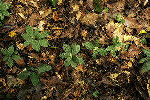 Lasianthus repens, short erect leafy and flowering stems emerging laterally from an under leaf litter creeping stem, Campo, Cameroun