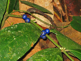 Lasianthus sp., blue iridescent fruits, Selangor, Malaysia