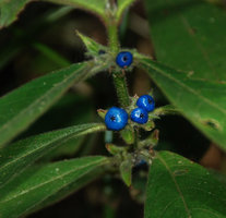 Lasianthus trichophlebus, Okinawa, Japan