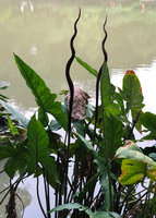 Lasia spinosa, a helophyte flowering at the Botanic Gardens, Singapore