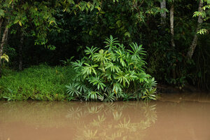 Lasia spinosa on the banks of the Kinabatangan river, Sukau, Sabah, Borneo