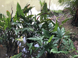 Lasia spinosa, vegetatitive flowering population, Botanic Gardens, Singapore