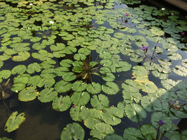 Leaf blade shade avoidance through everlasting petiole elongation in Nymphaea hybrids, Bangkok