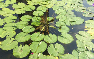 Leaf blade shade avoidance through everlasting petiole elongation in Nymphaea hybrids, close up, Bangkok